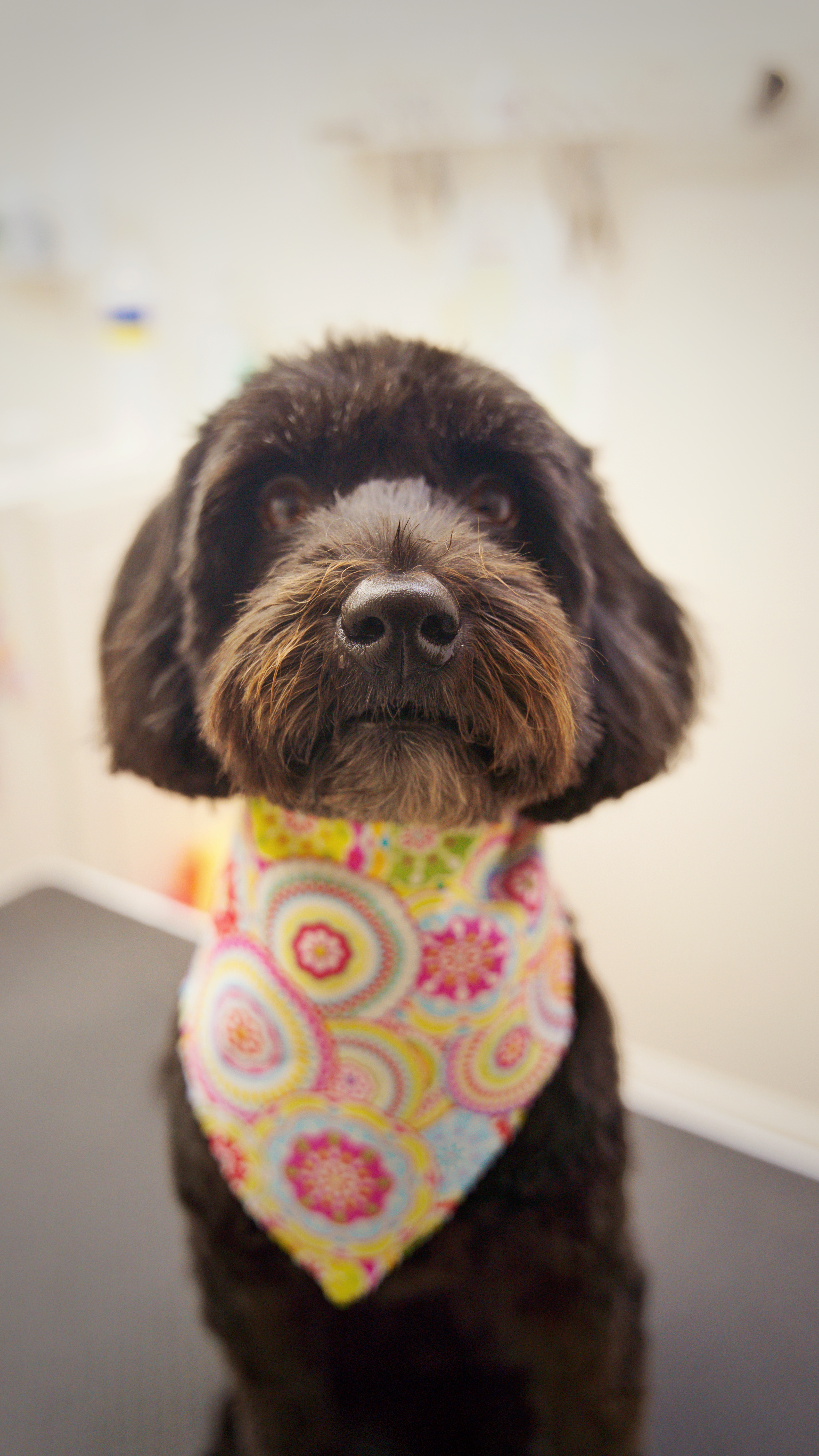 Dog grooming pet photos