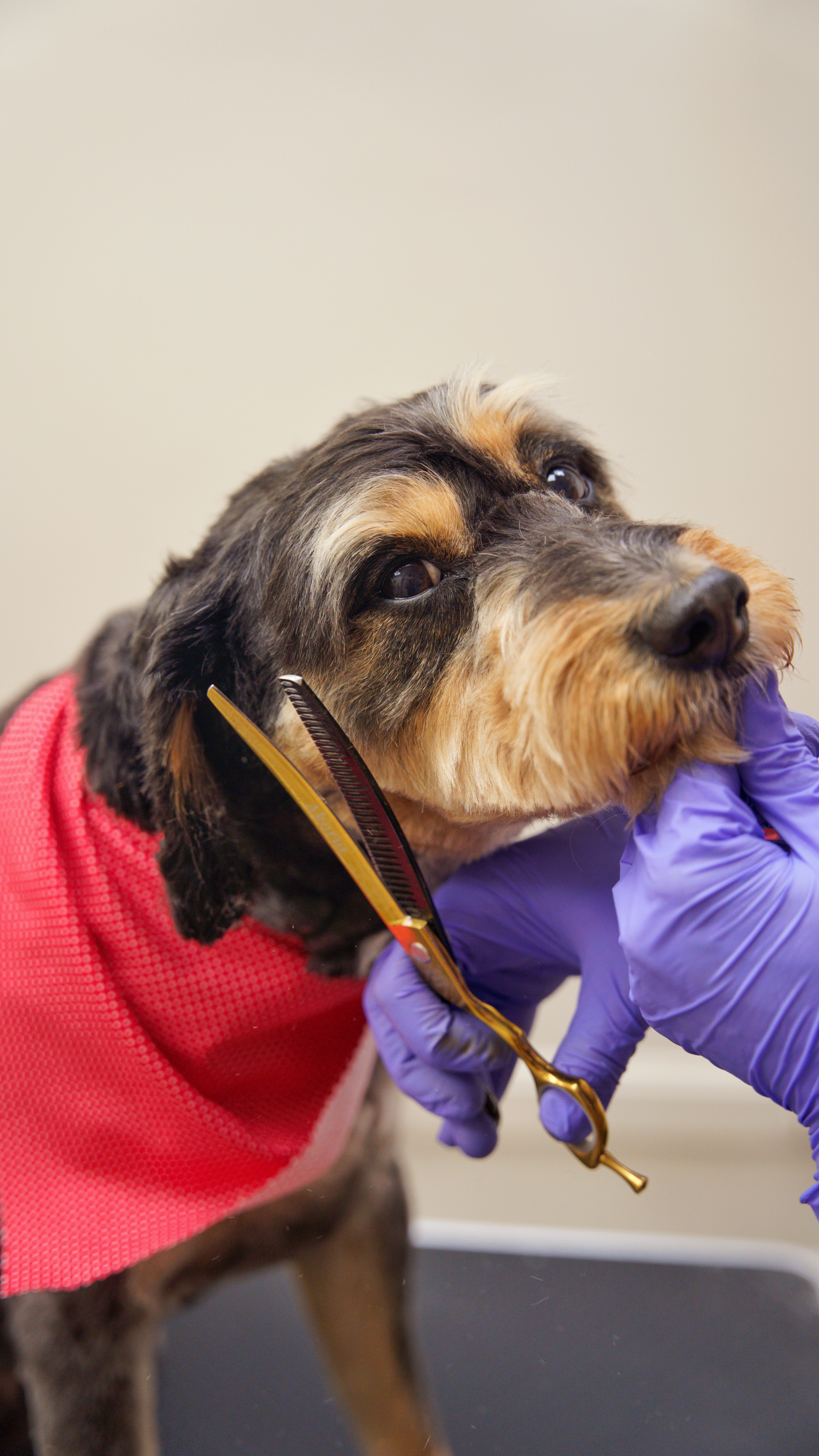 Dog grooming pet photos