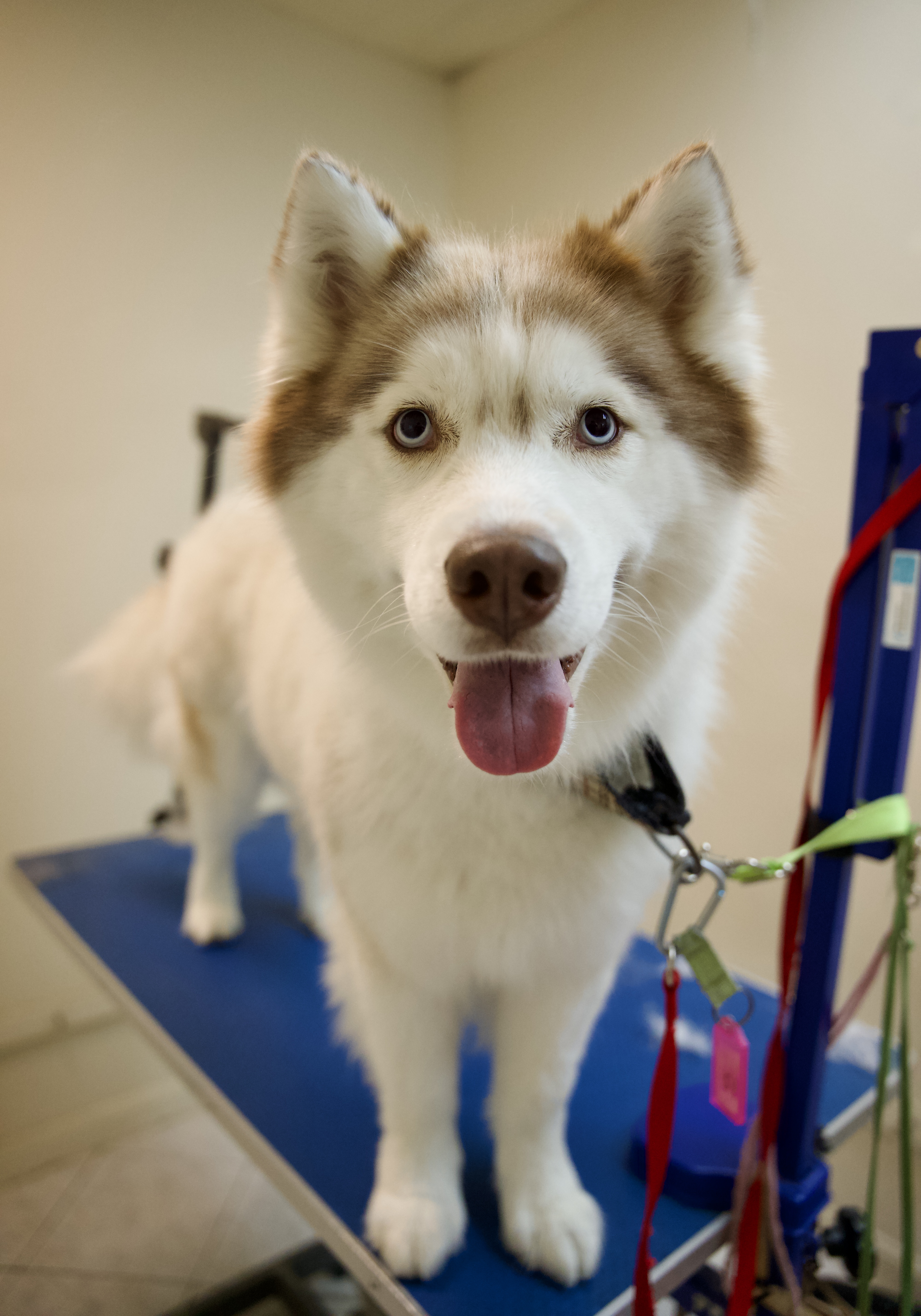 Dog grooming pet photos